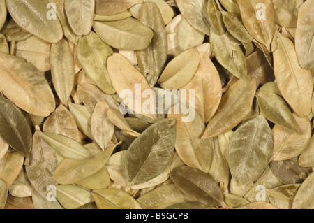 Feuilles séchées de la plante médicinale Buchsbaum Buchs fort Boxtree Buis Buxus sempervirens Banque D'Images