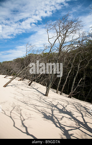 L'empiètement des dunes et forêt enterrer Lacka Góra dunes national Slowinski Leba Pologne Banque D'Images