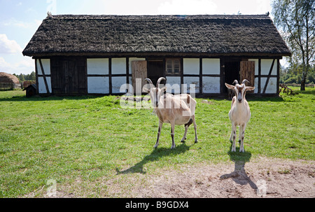 Les chèvres en face de la ferme de chaume grange de folk museum Kluki Pologne Banque D'Images