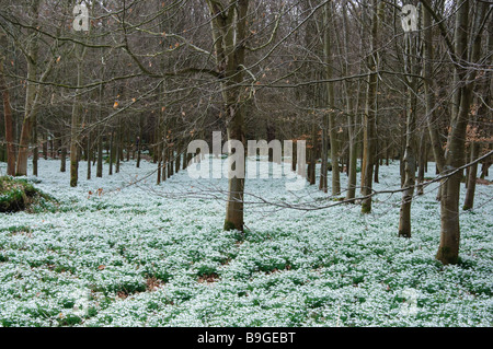 Perce-neige au printemps à Welford Park Banque D'Images