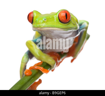 Red eyed Tree Frog agalychnis callidryas devant un fond blanc Banque D'Images