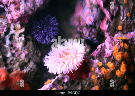 Les anémones, que l'eau peut être vu ne circule entre eux à l'Aquarium de la baie de Monterey, Monterey, Californie, USA. Banque D'Images