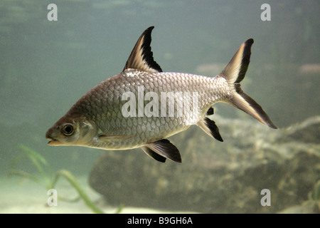 Requin d'argent ou de requin de Bala Balantiocheilos melanopterus Malaisie Banque D'Images