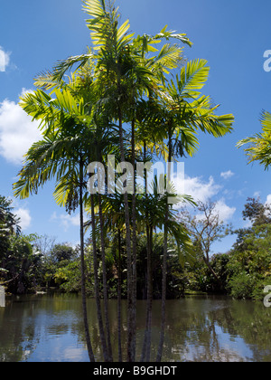 Maurice Pamplemousses Palmiers et rivière à Sir Seewoosagur Ramgoolam Royal Botanical Gardens Banque D'Images