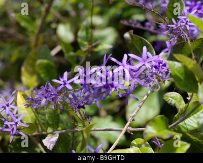 Maurice Pamplemousses fleur pourpre au Sir Seewoosagur Ramgoolam Royal Botanical Gardens Banque D'Images