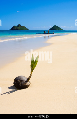 Une noix de coco germination échoués sur le rivage d'une plage tropicale à Hawaï Banque D'Images