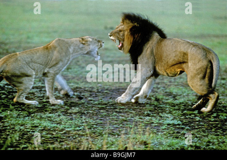 Lionne lion mâle et femelle grondant à chaque autre après l'accouplement le Masai Mara National Reserve Kenya Afrique de l'Est Banque D'Images