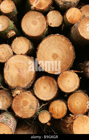 Une pile de grumes en bois de coupe Banque D'Images