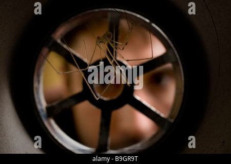 DADDY LONG LEGS Pholcidae dans phalangiodes araignée Pholcus plughole Banque D'Images