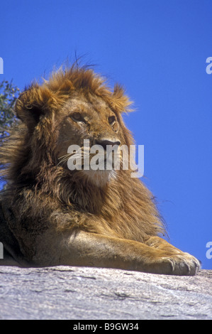 Close up of young male lion à crinière nouvellement cultivé Il est en appui sur la télévision des roches de Moru Kopjes à Serengeti Tanzanie Banque D'Images