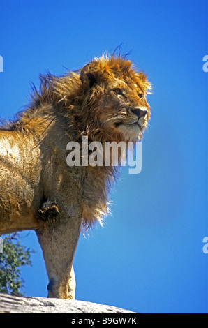 Close up of young male lion à crinière nouvellement cultivé Il est debout sur les pierres plates de Moru Kopjes à Serengeti Tanzanie Banque D'Images