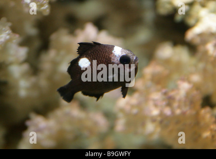 Threespot Dascyllus aka la demoiselle Domino Domino, ou simplement Dascyllus trimaculatus, Pomacentridae. Une demoiselle indo-pacifique. Banque D'Images