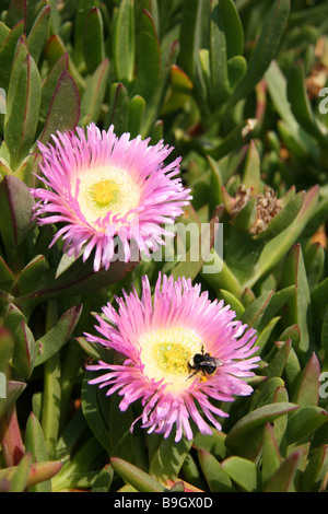 La floraison des plantes de glace (Carpobrotus edulis) être polinated par un bourdon. Banque D'Images