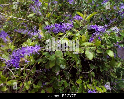 Maurice Pamplemousses fleur pourpre au Sir Seewoosagur Ramgoolam Royal Botanical Gardens Banque D'Images