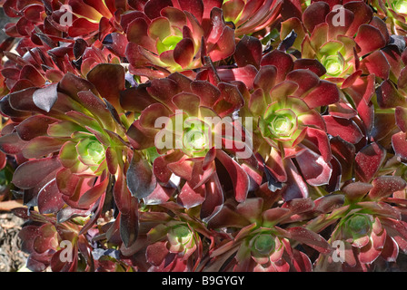 Aeonium cyclops plante, Aeonium rouge géant Banque D'Images