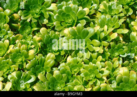 Aeonium pseudotabuliforme plant Banque D'Images