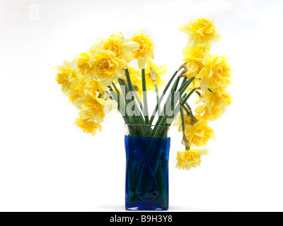 Bouquet de jonquilles Jaune double dans un vase de verre recyclés bleu Banque D'Images
