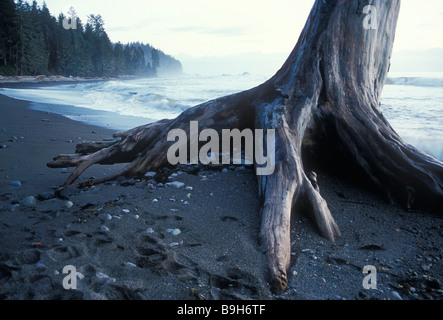 Un grand tronc d'arbre sur le long de la plage Sombrio Juan de Fuca trail randonnée sur l'île de Vancouver, Colombie-Britannique, Canada. Banque D'Images