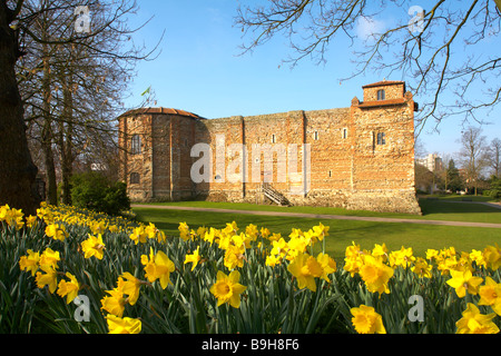 Grande-bretagne Angleterre Essex Colchester Castle Museum et Upper Parc Printemps jonquilles Narcisse Banque D'Images