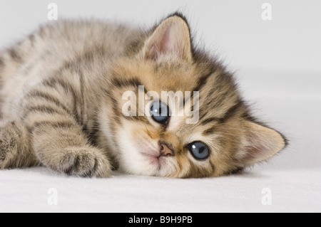 British Shorthair . Chaton Tabby (quatre semaines) Banque D'Images