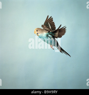 Blue Budgerigar, Budgie (Melopsittacus undulatus). Femme en vol Banque D'Images