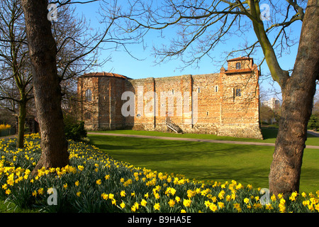 Grande-bretagne Angleterre Essex Colchester Castle Museum et Upper Parc Printemps jonquilles Narcisse Banque D'Images