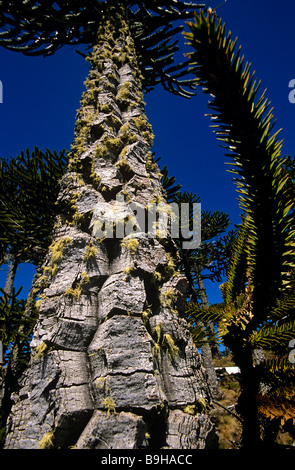 Le Chili, la Région IX, Malacahuello-Nalcas réserve nationale. , Araucaria (Araucaria araucana) ou un singe-puzzle arbre. Banque D'Images