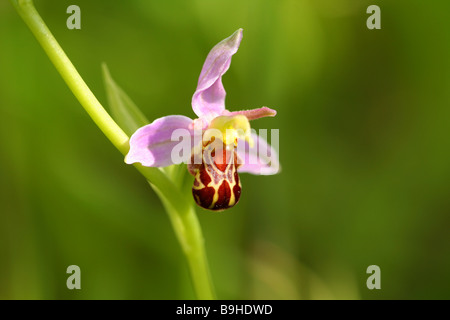 L'orchidée abeille Ophrys Apifera vu la floraison en épis autour de Juin Juillet sur sol perturbé . Cette orchidée se produit dans la nature Banque D'Images
