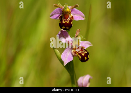 L'orchidée abeille Ophrys Apifera du Orcidaceaea famille fleurs de juin à juillet fleur comté de Bedfordshire imite l'Abeille Banque D'Images
