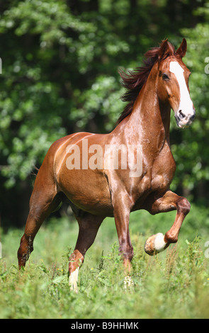 Gueldre horse on meadow Banque D'Images