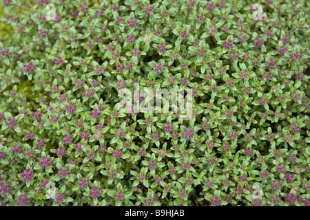 Serpolet thymus serphyllum Medicine drug bee-pâturage bloom bloom-fleurs parfumées parfum tapis-parfum parfum herbes-plante Banque D'Images
