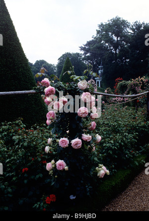 Rose Pierre de Ronsard photographiée au jardin de Bagatelle, Paris, France Banque D'Images