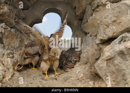 Fledgeing la crécerelle (Falco tinnunculus commun) dans le nid, de caresser des ailes est pratiqué, la formation musculaire Banque D'Images