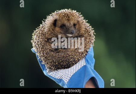 Hérisson d'Europe de l'Ouest (Erinaceus europaeus), mousse sur son museau, tenue par une main gantée Banque D'Images