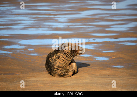 Gris de l'Atlantique Nord joint Bull Halichoerus grypus Donna Nook secteur de bombardement de la RAF National Nature Reserve Lincolnshire England UK Banque D'Images