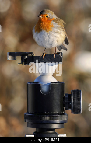 European Robin (Erithacus rubecula aux abords) avec des plumes soufflées sur la tête d'un trépied Banque D'Images