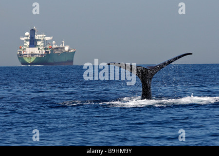 Fluking cachalot (Physeter macrocephalus, Physeter catodon) et cargoship devant Gibraltar Banque D'Images