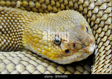 Côte ouest du Mexique Crotale de l'Ouest (Crotalus basiliscus), portrait, ouest du Mexique Banque D'Images