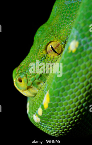 Green Tree Python (Chondropython viridis), portrait, Nouvelle Guinée Banque D'Images