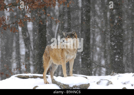 Vallée du Mackenzie wolf (Canis lupus occidentalis) dans la poudrerie Banque D'Images