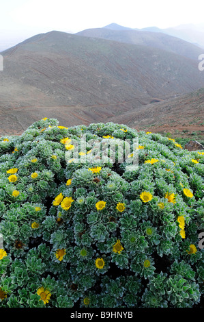 Asterisco (Odonto spermum sericeus), vue depuis le Mirador Morro Velosa viewpoint, Betancuria, Fuerteventura, Îles Canaries, S Banque D'Images