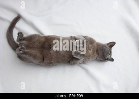 Chat birman avec paw soulevées Banque D'Images