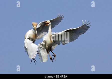 Héron garde-boeuf, Buff-soutenu (Bubulcus ibis Héron, Ardeola ibis), deux oiseaux en vol de combat Banque D'Images