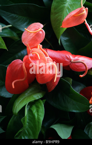 Fleur Fleur Queue Flamingo aka ou Bannière Plante, Anthurium scherzerianum, Araceae, Amérique Centrale et du Sud Banque D'Images