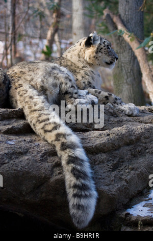 Snow Leopard dans le zoo du Bronx, New York, USA Banque D'Images