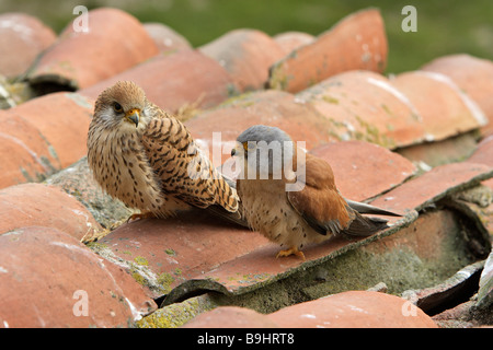 Faucon crécerellette (Falco naumanni), couple assis sur un toit Banque D'Images