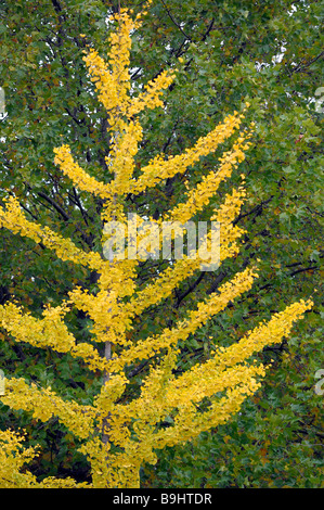 Ginkgo automnales également arbre aux 40 écus (ginkgo biloba) Banque D'Images