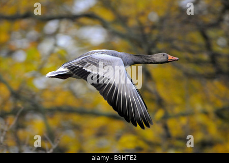 Oie cendrée (Anser anser), battant Banque D'Images