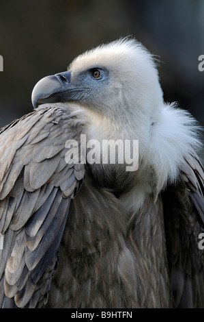 Vautour fauve (Gyps fulvus), portrait Banque D'Images