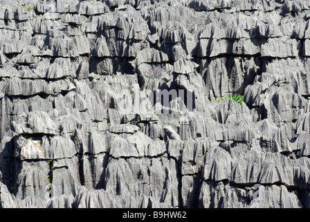 Tsingy (forte érosion calcaire) à l'Ankarana Réserve spéciale, Madagascar. Banque D'Images